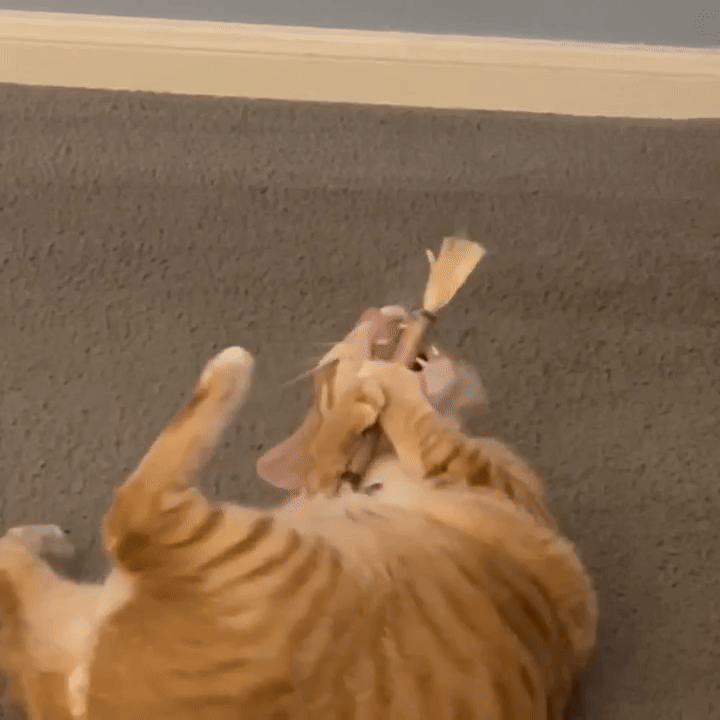 Guardian Natural Silvervine Dental Sticks